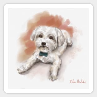 Cute Watercolor Drawing of Maltese, Orange Background Sticker